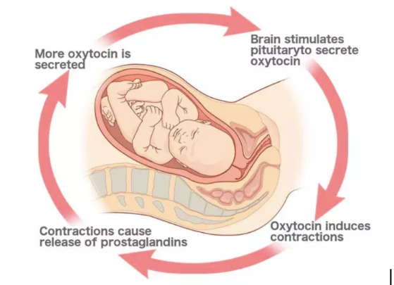Know the pathway for childbirth
