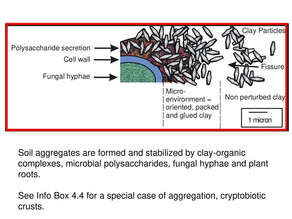 <p>secretions by fungi that glue clay particles into micro aggregates </p>