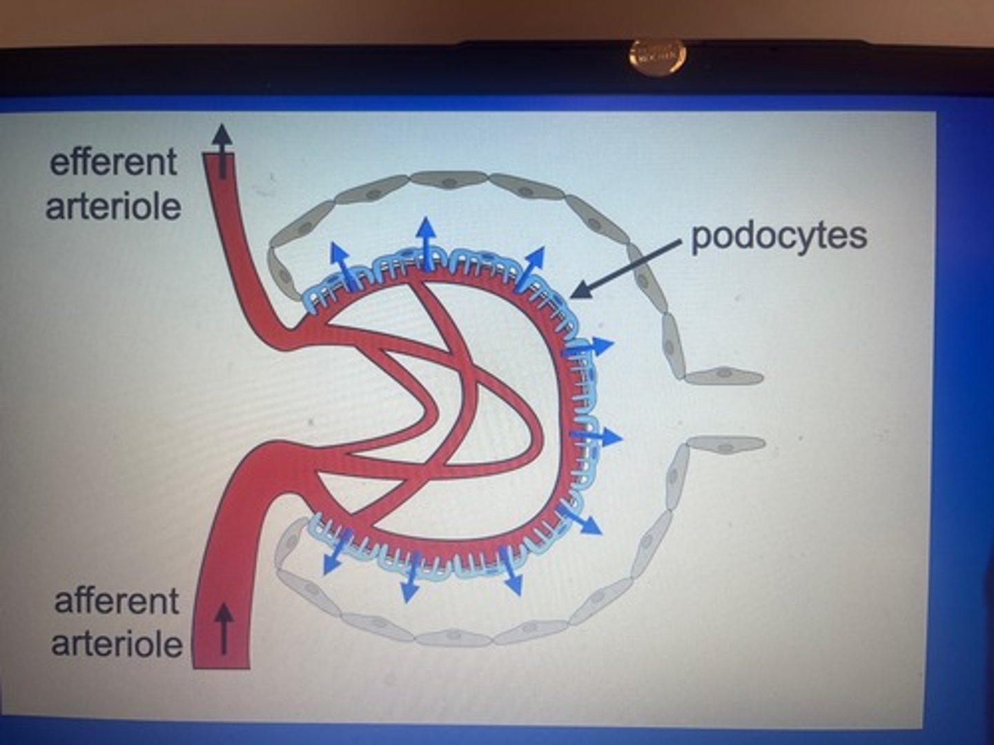 <p>- Blood enters glomerulus via afferent arteriole</p><p>- Afferent arteriole is wider than efferent arteriole (creating a high hydrostatic pressure)</p><p>- Pressure forces molecules (eg urea) out of the blood</p><p>- These molecules pass through three filtration layers:</p><p>* Capillary endothelium (with pores)</p><p>* Basement membrane (main filter; stops large proteins)</p><p>* Podocytes (with filtration slits)</p><p>- Filtered fluid (glomerular filtrate) enters Bowman's capsule</p><p>- Large molecules (proteins) remain in blood</p>