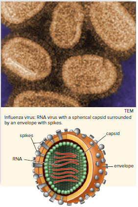 Anatomy of an influenza virus.