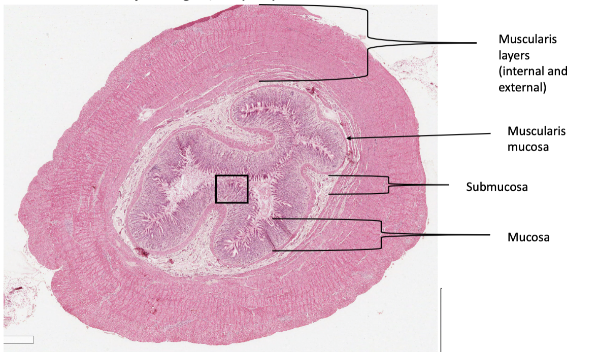 <p>What organ is this slide from?</p>