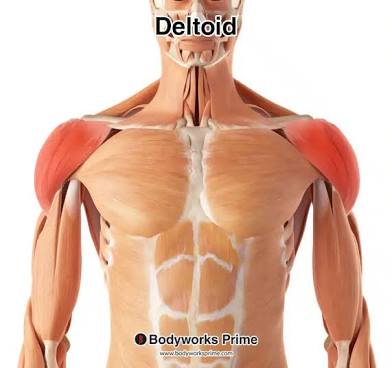 <p>Deltoid</p>