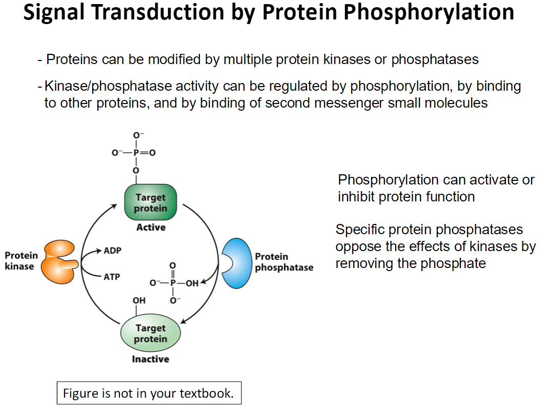<p><strong>Overview</strong><br> Proteins can be modified by multiple <strong>protein kinases</strong> or <strong>phosphatases</strong><br> These modifications regulate protein activity and propagate signals in the cell</p><p><strong>Regulation of Kinases and Phosphatases</strong><br> Activity can be controlled by:<br>  Phosphorylation of the kinase or phosphatase itself<br>  Binding to other proteins<br>  Binding of <strong>second messenger molecules</strong></p><p><strong>Effects of Phosphorylation</strong><br> Phosphorylation can <strong>activate or inhibit</strong> a protein’s function<br> Specific <strong>protein phosphatases</strong> remove phosphate groups to <strong>reverse kinase effects</strong></p><p><strong>Outcome</strong><br> Phosphorylation and dephosphorylation allow fine control of signaling pathways and amplify cellular responses</p>