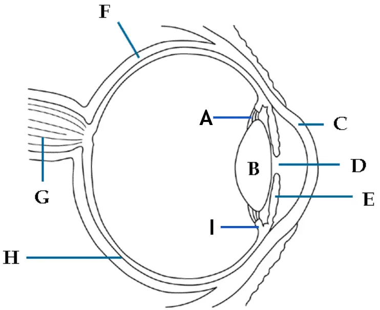 Changes shape of lens
