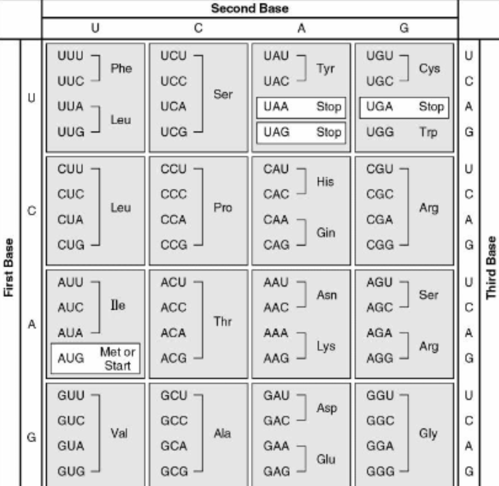 <p>What amino acid does the codon CCU code for?</p>