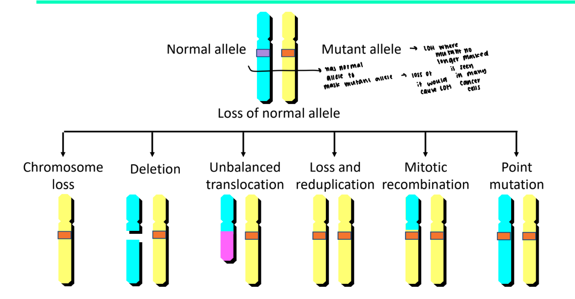 <p>prone to inherent a mutant gene because it is no longer masked by the normal allele</p>