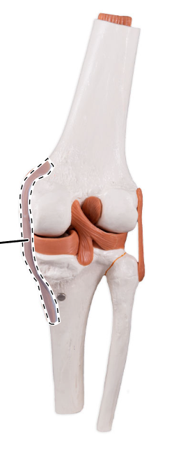 <p>What ligament is shown here?</p>