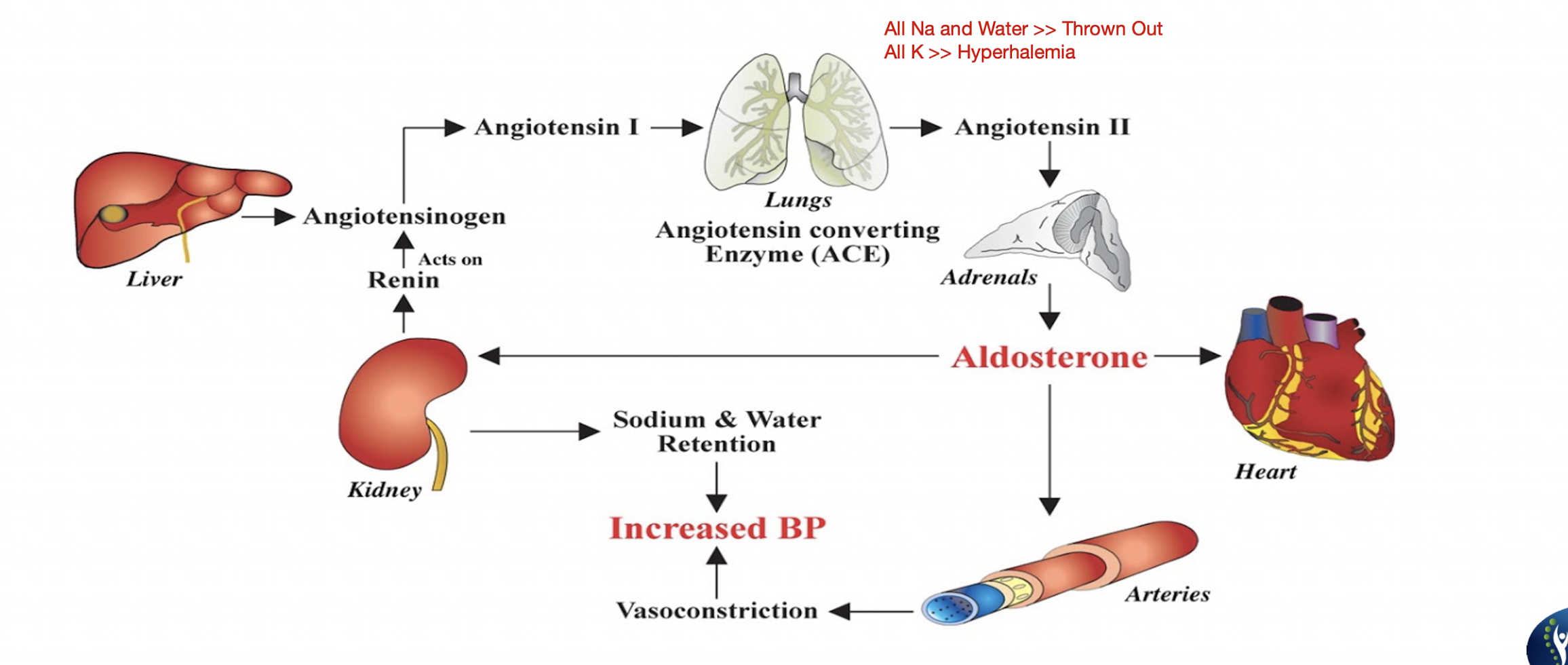 <p>ACE Inhibitors:</p><ul><li><p>Side Effects: (6)</p></li><li><p>ACE may react c Diuretics and cause…</p></li><li><p>ACE may react c Potassium Sparing Diuretics and cause…</p></li><li><p>Effects on Preload and Afterload: </p></li></ul><p></p>
