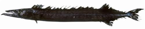 <p>Long-bodied</p><p>mouth adn head are large with jaws with conical fleshy tips</p><p>dark brown with violet sheen, fins blackish</p><p>dorsal fin with 19-21</p>