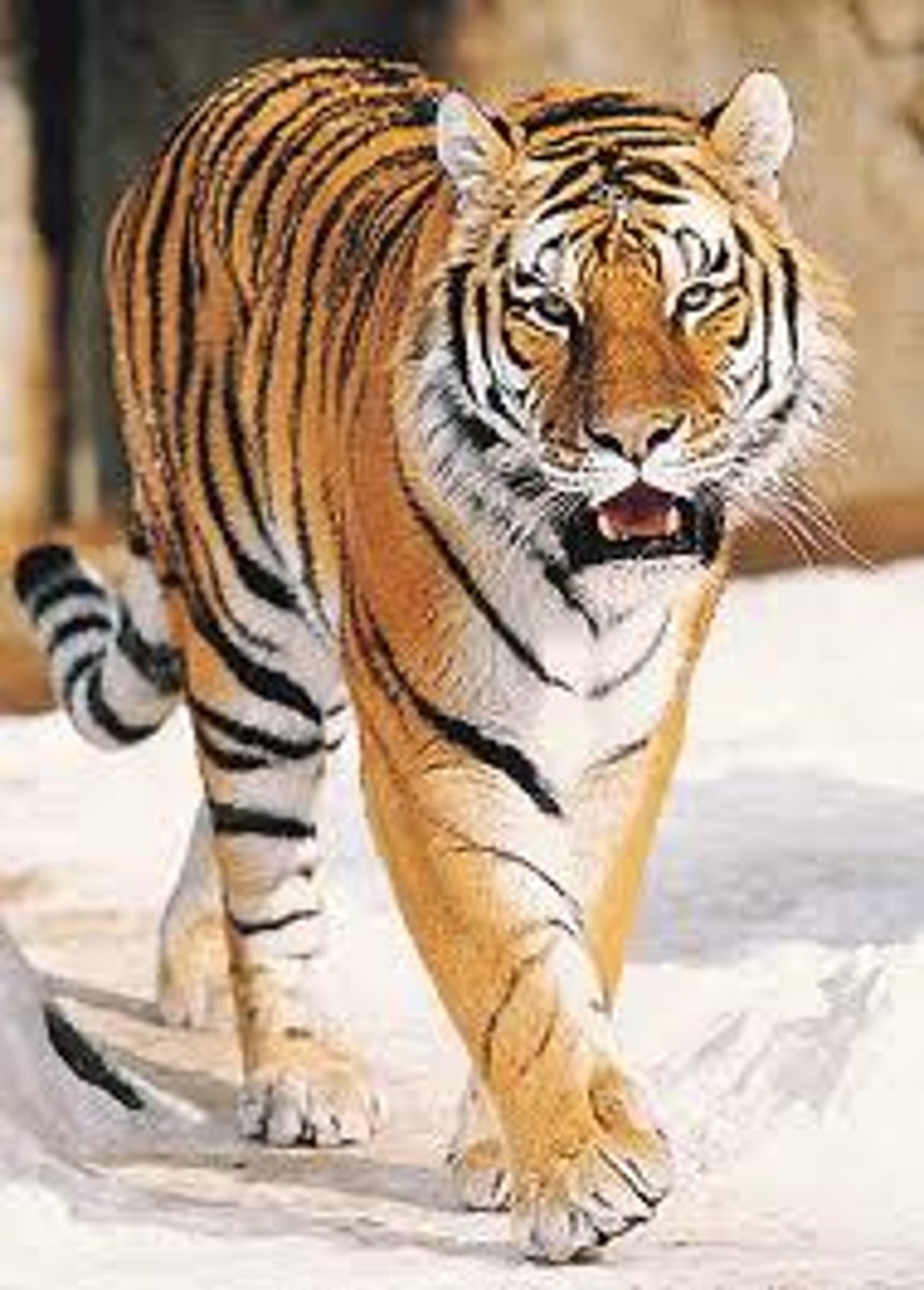 <p>tiger</p>