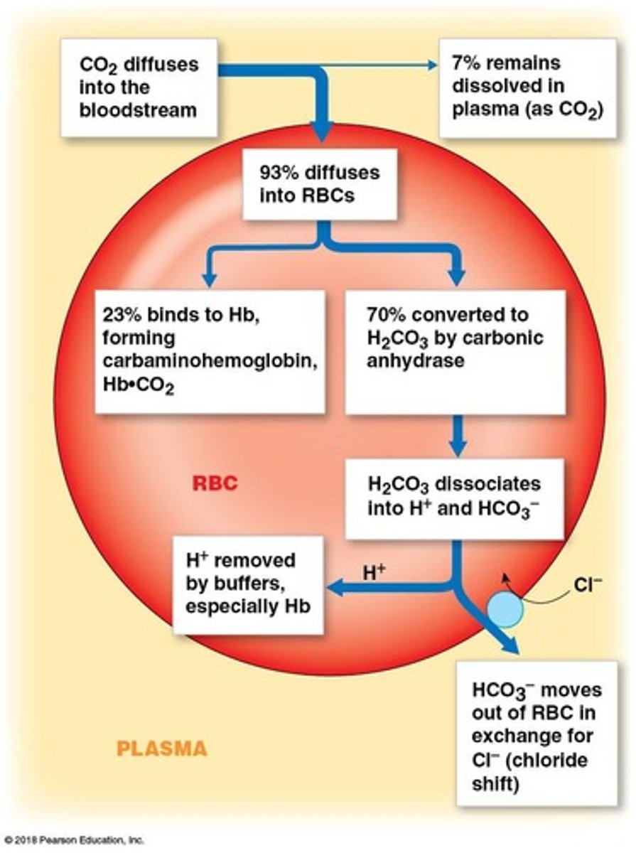 <p>CO2 is soluble enough that it does not need a protein carrier like oxygen needs hemoglobin.</p>