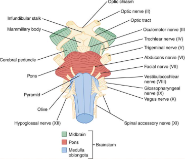 <p>Midbrain - most superior (closer to brain)</p><p>Pons - inferior to midbrain superior to medulla </p><p>Medulla - inferior to pons </p>