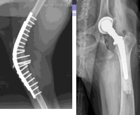 <p><span style="background-color: transparent;"><strong><span>Surgical Osteoarthritis Management</span></strong></span></p>