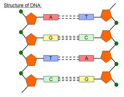 <ul><li><p>A: adenine </p></li><li><p>T: thymine </p></li><li><p>G: guanine</p></li><li><p>C: cytosine </p></li></ul><p>Charguff’s Rule - </p><p>A=T</p><p>G+C</p><p></p>