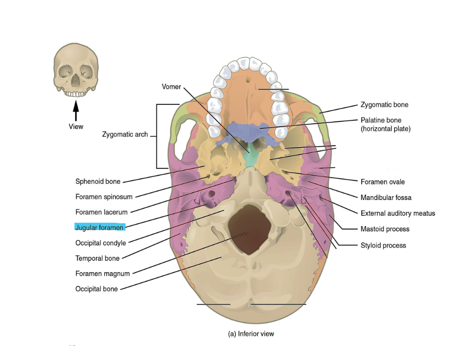 <p>jugular foramen</p>