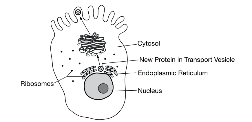 <p>Researchers have proposed a model of the process by which a newly synthesized protein is transported to the plasma membrane and secreted into the extracellular space. The model is represented in Figure 1.</p><p>Figure 1. A model of the intracellular transport of a newly synthesized secreted protein</p><p>Based on the model, the newly synthesized protein is transported directly from the endoplasmic reticulum to which of the following?</p>