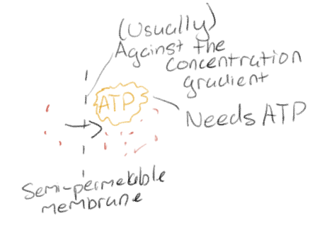 <p>Substances pumped across membrane against concentration gradient</p><p>Requires cellular energy</p><p>Carrier proteins</p><p>Specific</p><p>Allows cells to maintain/establish concentrations of substanses</p><p>Usually against the concentration gradient</p>