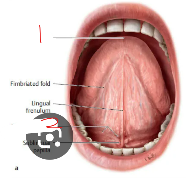 <p>label the parts of the tongue</p><p></p><p>whats the body and lyssa</p><p>what are the intrinsic lingual muscle</p>
