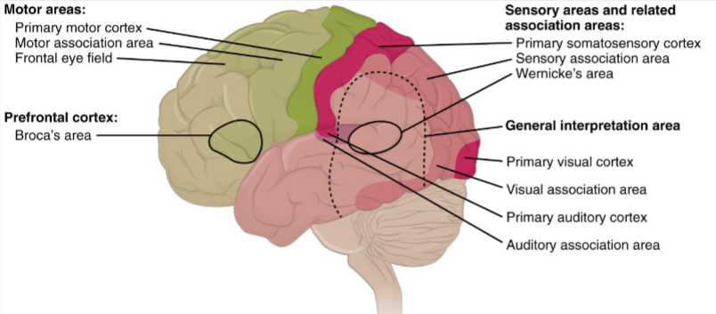 <ul><li><p>READ CHAPTER 14 IN TEXTBOOK</p></li><li><p>motor area- area that controls muscular movement</p></li><li><p>sensory area- sensory information is conducted to here for interpretation</p><ul><li><p>relatively small</p></li></ul></li><li><p>association areas- surrounds sensory areas</p><ul><li><p>larger areas that evaluate and interpret sensory information</p></li></ul></li><li><p>primary visual area- receives information that produces a visual image</p><ul><li><p>determines significance of an image</p></li><li><p>occipital lobe</p></li></ul></li><li><p>general sensory area/ primary somatosensory- located on postcentral gyrus</p><ul><li><p>sensory information from skin, muscles, and visceral receptors from various parts of the body come here</p></li></ul></li><li><p>primary auditory area- superior part of the temporal lobe</p></li><li><p>primary olfaction area- medial surface of the temporal lobe</p></li><li><p>primary gustatory area- base of the postcentral gyrus</p></li><li><p>primary motor area- on the precentral gyrus</p><ul><li><p>initiates impulses to muscles on the opposite side of the body</p></li></ul></li><li><p>Premotor area/ somatic motor association area- anterior to the motor area</p><ul><li><p>learned, complex movements loke writing</p></li></ul></li><li><p>Speech motor area/ Broca’s area- on frontal lobe above the lateral fissure</p><ul><li><p>speaking</p></li></ul></li><li><p>also integrative centers that receive input from several association areas of the brain</p></li></ul><p></p>