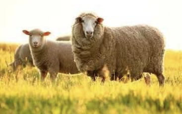 <p>Merino</p>