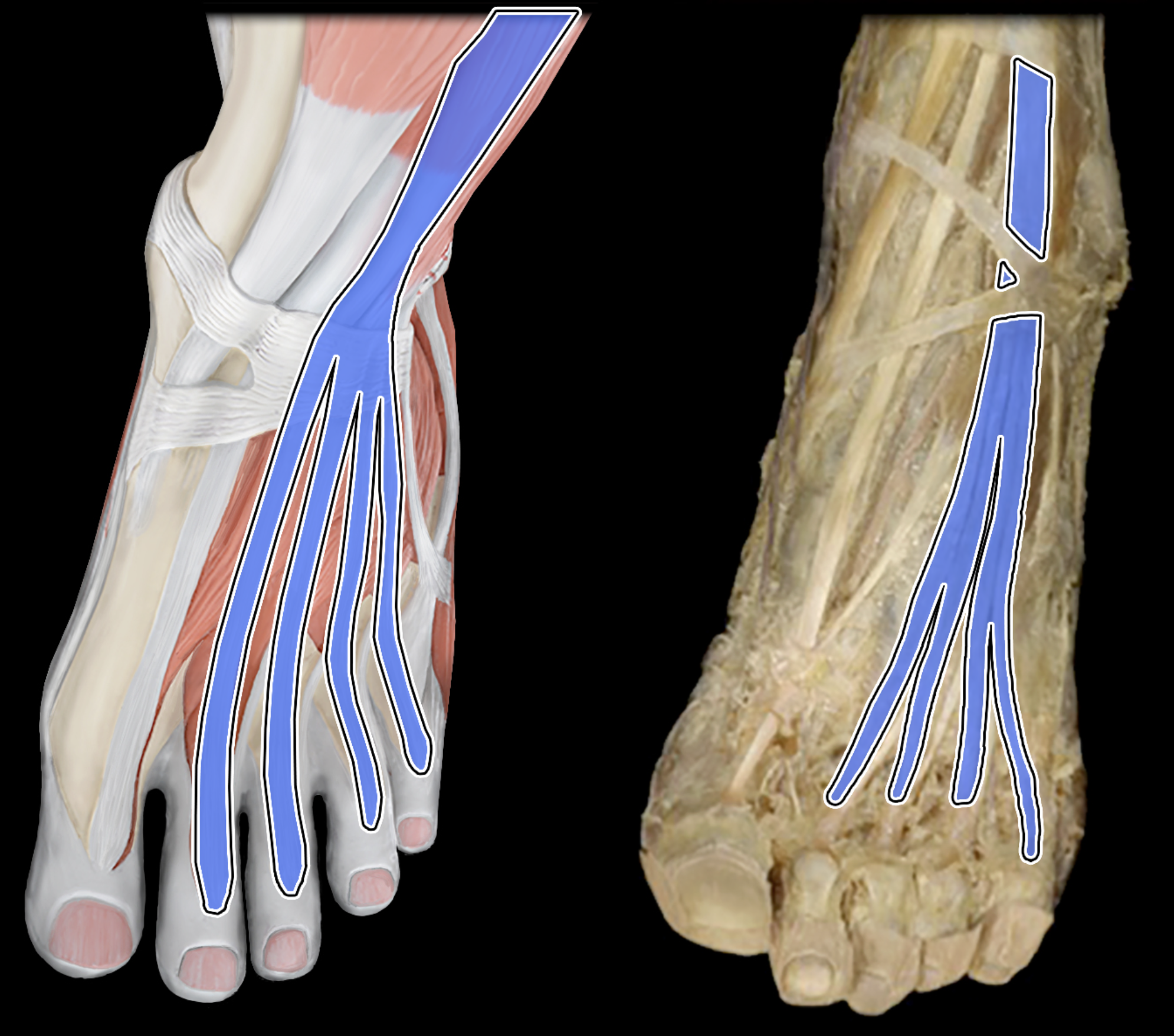 knowt flashcard image