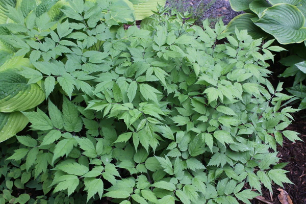 <p>2-5 lobed leaves, smaller leaves, more serrated leaves, green foliage compared to simplex</p>