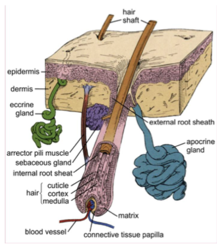 <ul><li><p>Er begrænset til visse steder på kroppen:</p><ul><li><p>Axillen</p></li><li><p>Areola og brystvorten</p></li><li><p>Huden omkring anus og eksterne genitalier</p></li></ul></li><li><p>Associeret til hårfollikler</p></li></ul><p></p>