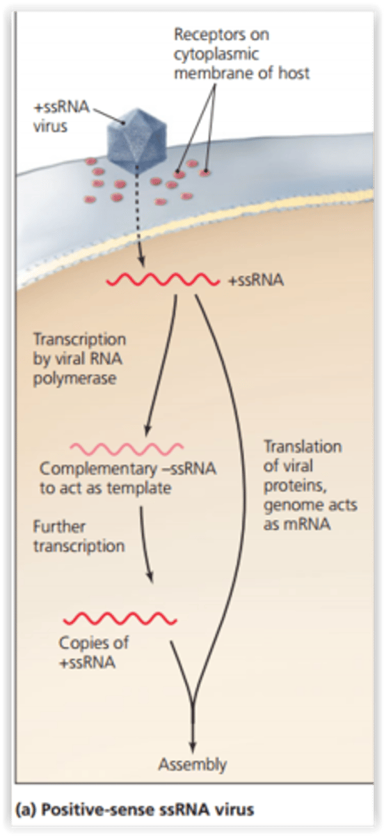 <p>The type of single-stranded RNA viruses that can have their genes directly translated into functional proteins just like mRNA.</p>