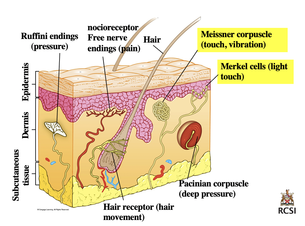Mechanoreceptors → **Meissner’s Corpuscles**

found/concentrated where?