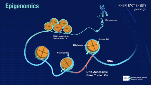 <p><span>•The <u>genome</u> is the set of instructions that determines the types of proteins needed for a functional cell, i.e., it is the hereditary information that is encoded in an individual’s DNA.</span></p><p><span>•The <u>epigenome</u> is a set of instructions that determine when, where and which genes are ‘switched on’ or expressed, some of which can be passed onto offspring.</span></p>