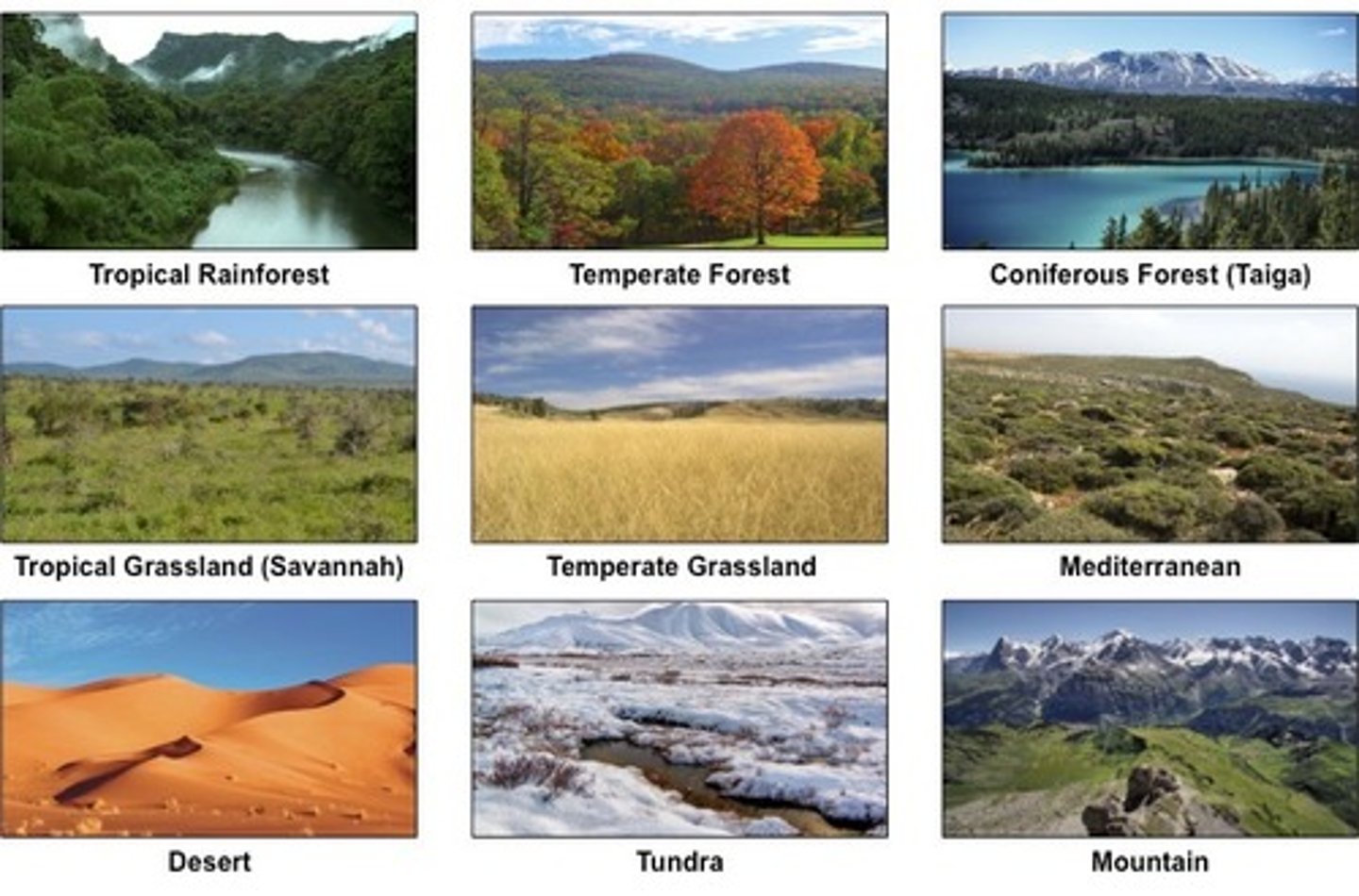 <p>A group of ecosystems with similar climates and organisms</p>