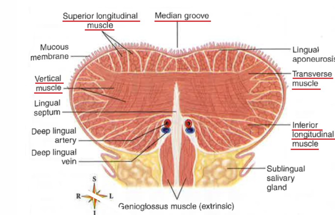 <p>vertical, transverse, superior longitudinal, inferior longitudinal </p>