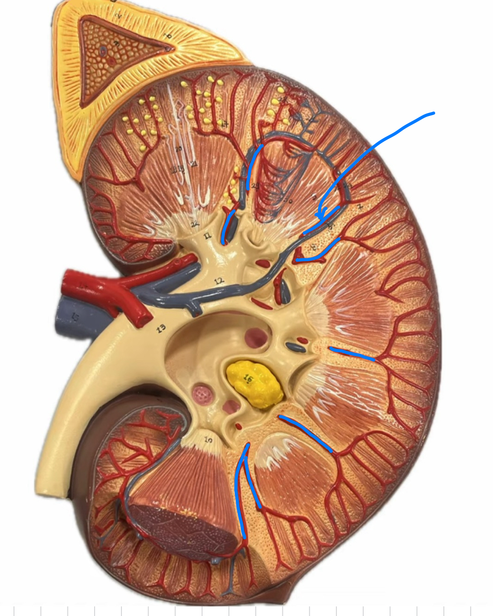 knowt flashcard image