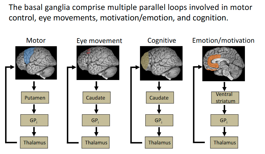 <p>All may be affected if the basal ganglia is damaged</p>