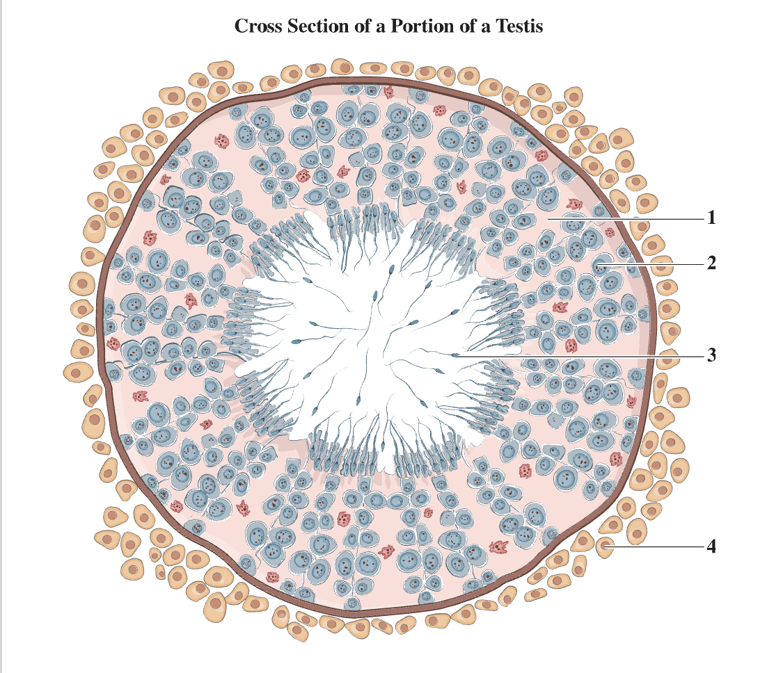 <p>4</p>