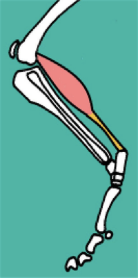 <p><strong>Origin - </strong>Femur</p><ul><li><p>Has 2 tendons of origin</p></li><li><p>Fabellae (sesamoids of the distal portion of the femur </p></li></ul><p></p><p><strong>Insertion -</strong> calcaneus bone</p><ul><li><p>is the MOST SIGNIFICANT contributor to the calcanean tendon </p></li></ul><p></p><p><strong>Function -</strong> hock<strong> EXTENSOR,</strong> AND acts as a stifle<strong> FLEXOR</strong> (also crosses behind stifle)</p><p></p><p><strong>Nerve supply - </strong>Tibial nerve (branch of SIATIC)</p><p></p><p>** Would be comparable to the calf muscle in humans </p>