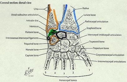 \-Distal radius articulates with proximal carpals (Scaphoid, Lunate, Triquetrum{slight})

\-Motions: Flexion/extension, Radial/ulnar deviation

\-Joint capsule and ligaments stabilize 