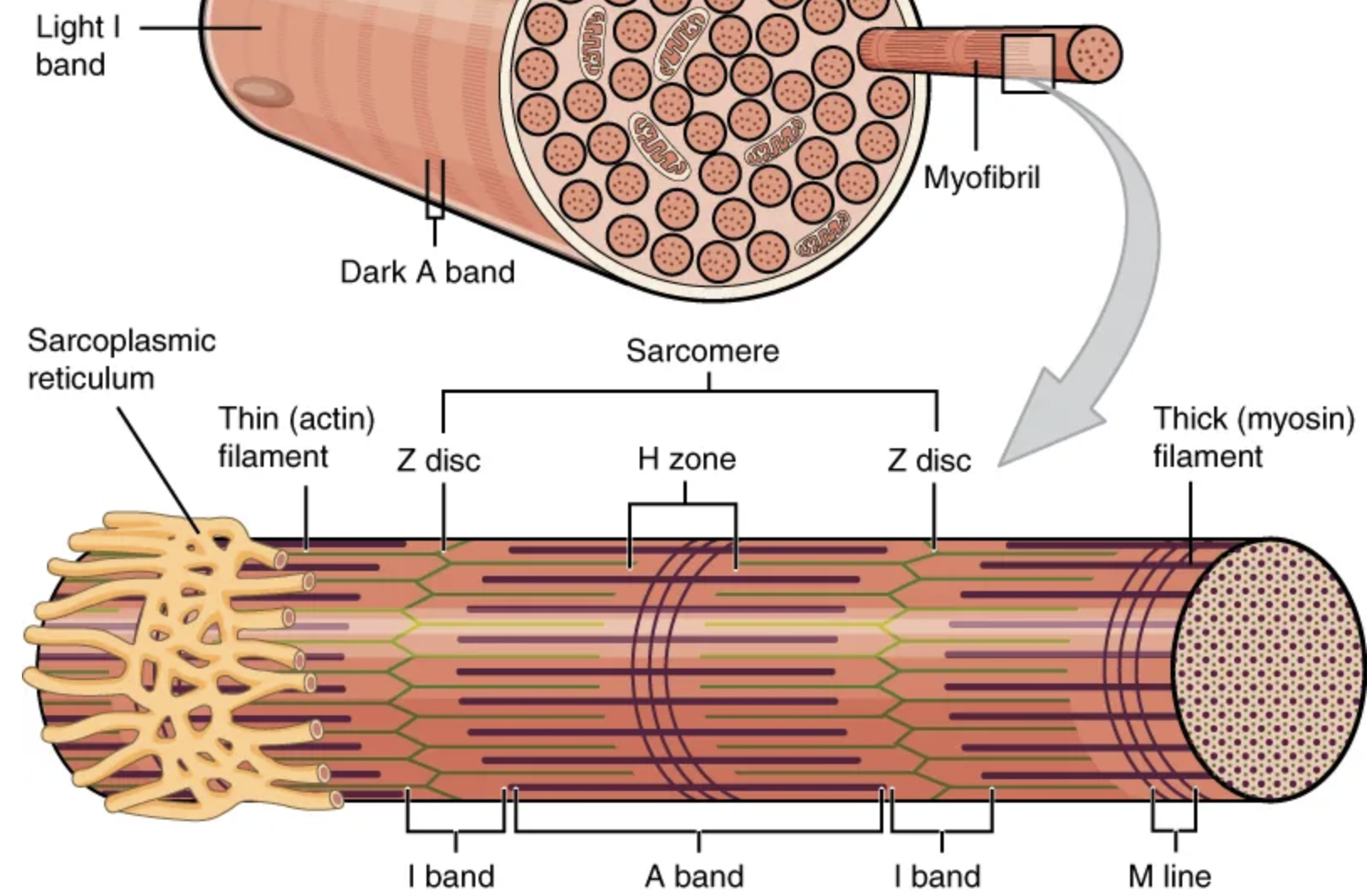 <p>sarcomere; actin; myosin</p>
