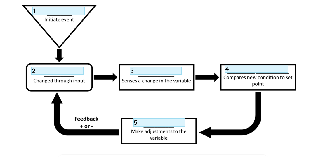 <p>Component 1 of feedback system</p>