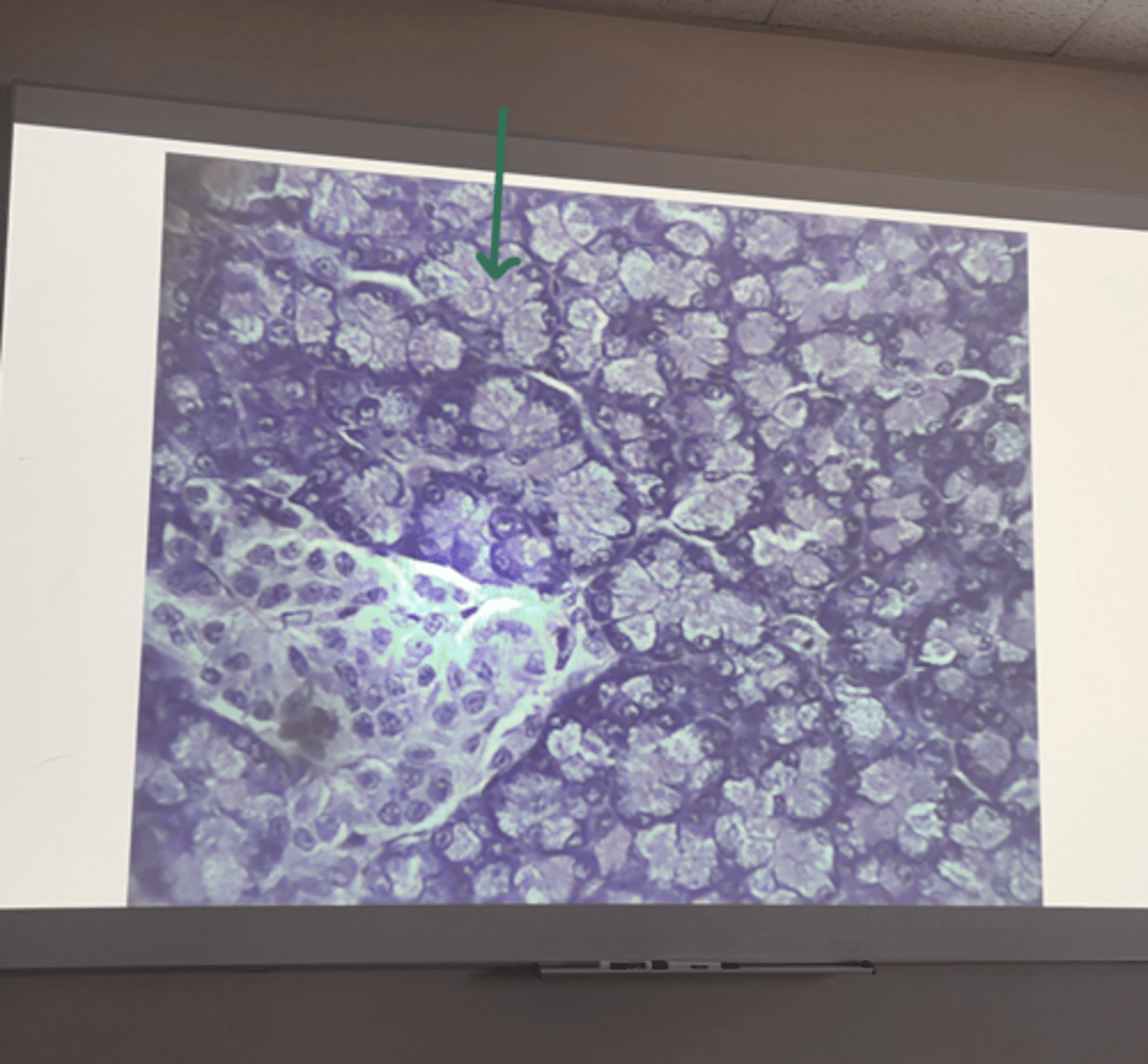 <p>gland and structure</p>