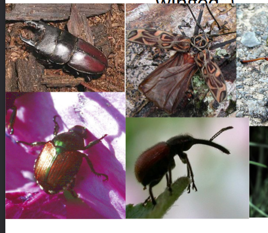 <p>in class insecta, beetles, sheath wings, 25% of all animals species, many hemimetabolous</p>