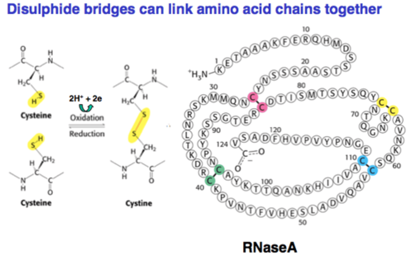 <p>covalent. between two cysteines. stabilizes the tertiary and quaternary structures.</p>