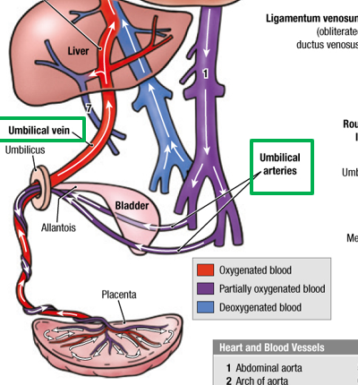 <p>paired umbilical arteries meaning 2; singular umbilical vein</p>