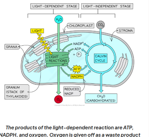 <p>where do light dependent reactions take place</p>