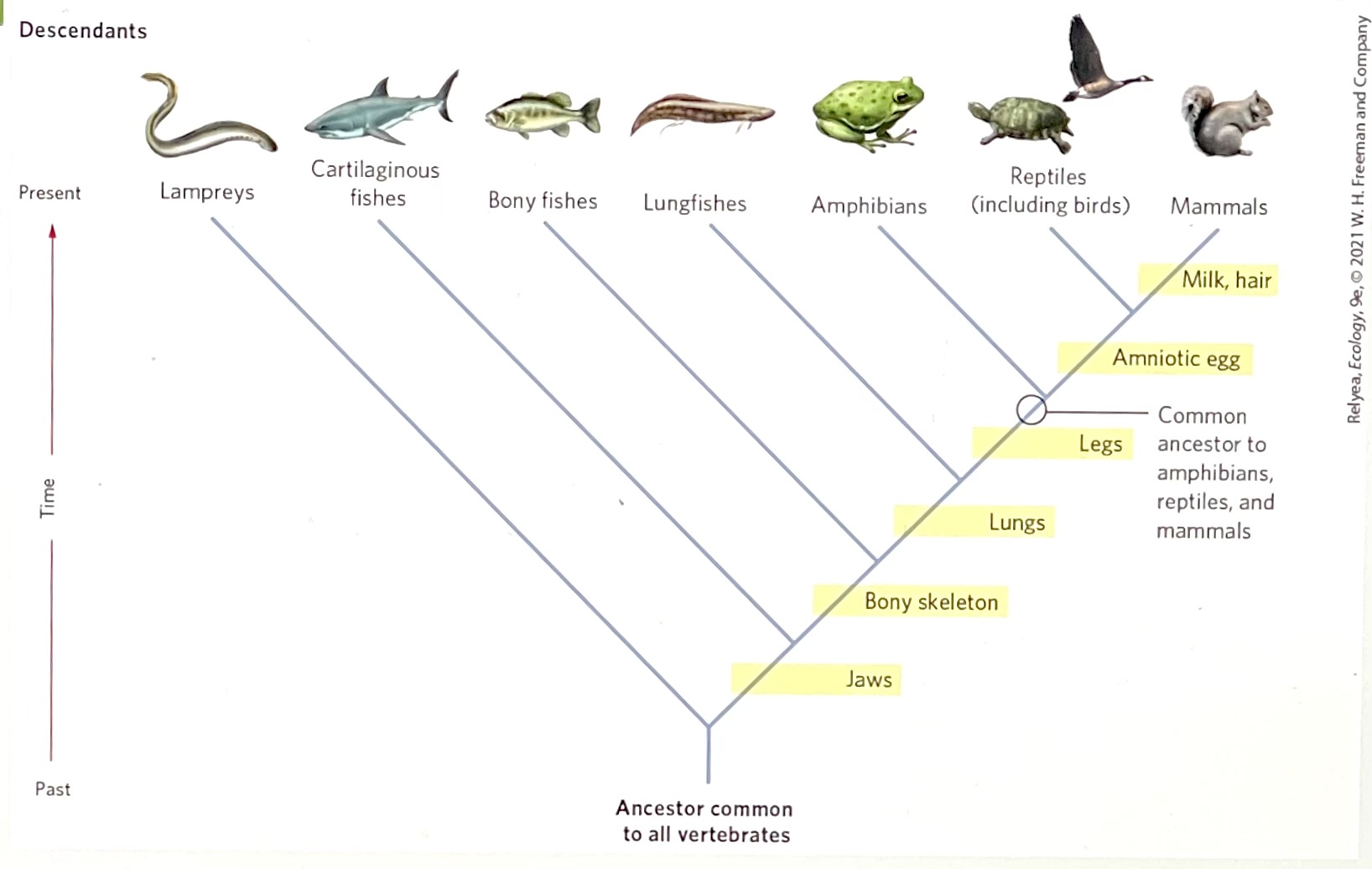 Based on the phylogeny in the figure, which group is most closely related to the reptiles?