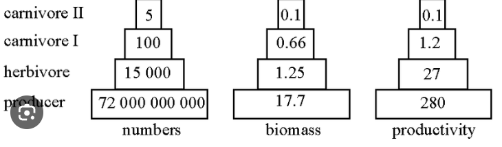 <ul><li><p>Pyramids of number- number of organism in each trophic level</p></li></ul><ul><li><p>biomass= biomass of organisms in each trophic level</p></li><li><p> energy= rate of production of biomass</p></li></ul><p></p>