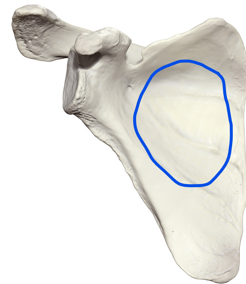 <p><span>Concave area on the costal surface of the scapula, primarily serving as the origin for the subscapularis muscle</span></p>