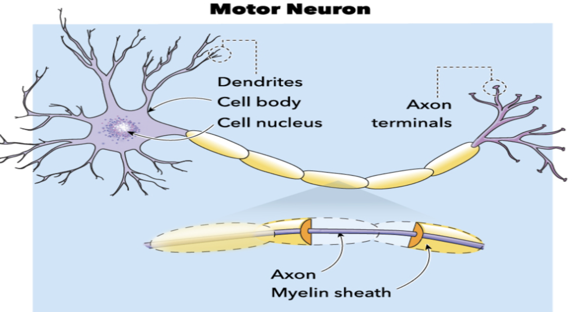 <p>Identify the nueron </p>