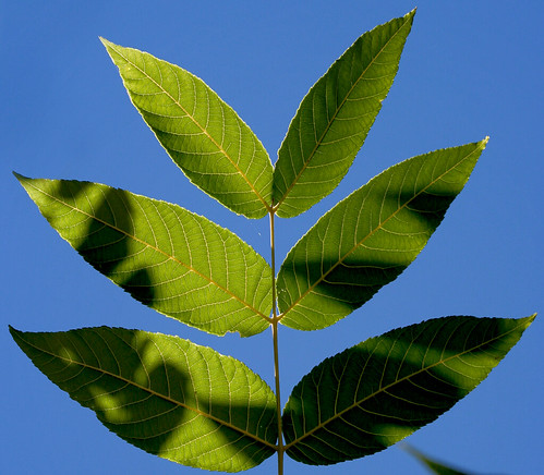 What type of leaf pattern is shown in the image?
