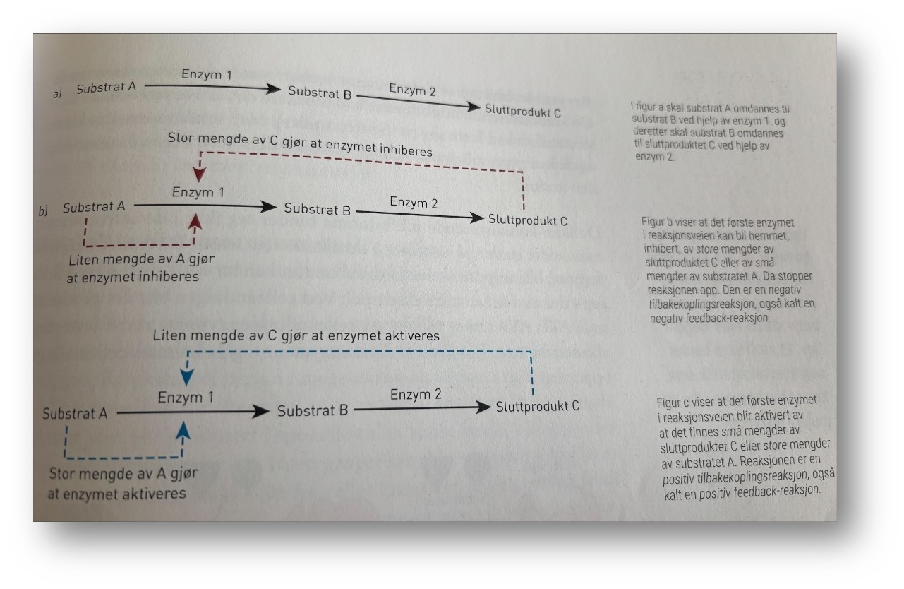 <p>Med hundrevis av reaksjoner, substrater, enzymer og produkter i celler og vev er det lett å tenke at her kan det bli fullstendig kaos. Heldigvis blir det ikke det. Reaksjonsveien er nemlig regulert slik at sluttproduktet kan virke tilbake på det første enzymet i reaksjonsveien.&nbsp; Da blir det ikke laget mer av sluttproduktet enn nødvendig, eller det blir laget mer av sluttproduktet fordi det trengs. Substratet A, skal omdanne stil mellomproduktet B, og videre til sluttproduktet C ved hjelp av enzymene 1 og 2. Mengden av A, B, C reguleres ved inhibering og aktivering av enzymene 1 og 2. En stor mengde av sluttproduktet eller en liten mengde av substratet gjør at enzymet blir inhibert, mens en liten mengde av sluttproduktet eller en str mengde av substratet gjør at enzymet blir aktivert. Mengden av substrat og produkt kan altså påvirke og inhibere eller aktivere enzymet.</p><p>Mengden av sluttproduktet C på figuren over påvirker aktiviteten til det første enzymet ved en tilbakekopling. C kan virke hemmende, slik at reaksjonen stopper, som i b, eller C kan virke stimulerende, slik at reaksjonsfarten øker, som i C. Dersom C virker hemmende, kaller vi det negativ tilbakekopling eller negativ feedback. Dersom C virker stimulerende, bruker vi begreper positiv tilbakekopling eller positiv feedback.</p><p class="MsoNormal">Enzymene i reaksjonsveien kan bli aktivert eller inhibert av substratene eller sluttproduktet.</p>